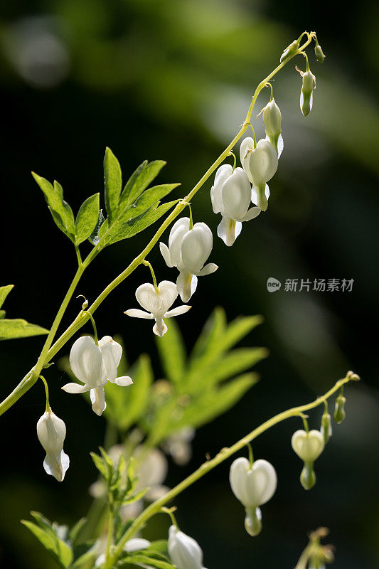 Lamprocapnos spectabilis，流血的心在白色